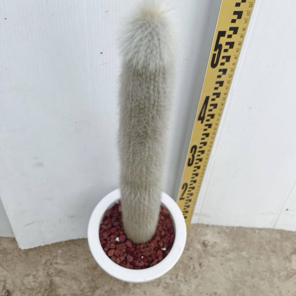 Amazon.co.jp: 多肉植物I 柱サボテン 吹雪柱 6号 ユーフォルビア