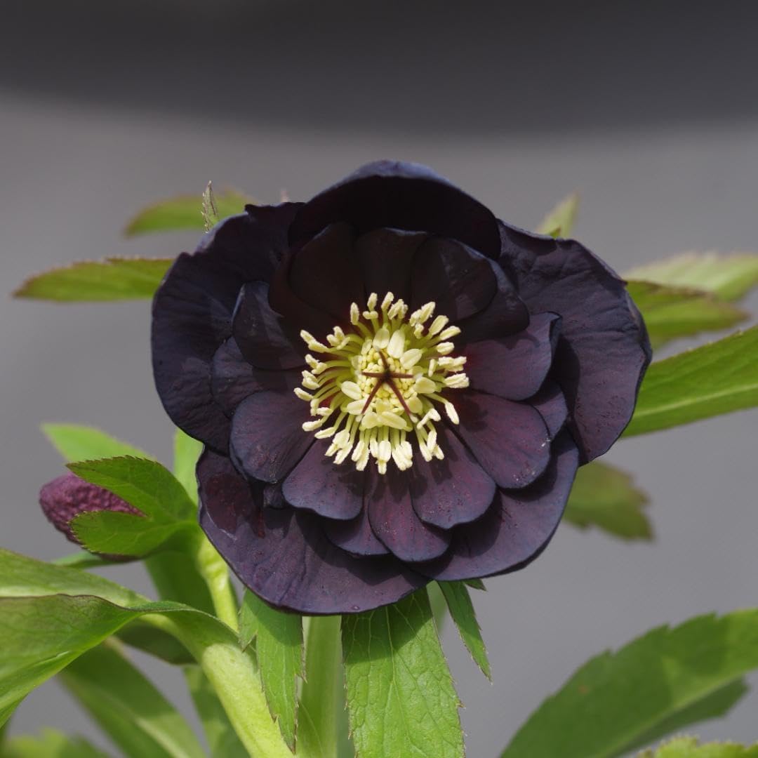 7375 ddブラック クリスマスローズ開花 加藤農園クリスマスローズ 加藤