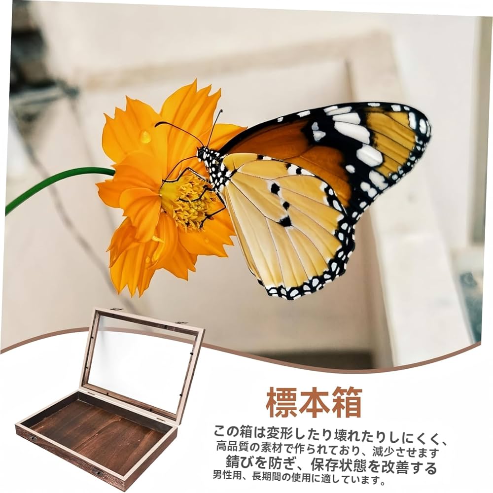 Amazon.co.jp: 昆虫 標本ケース 大型サイズ（45×32×6cm）標本収納