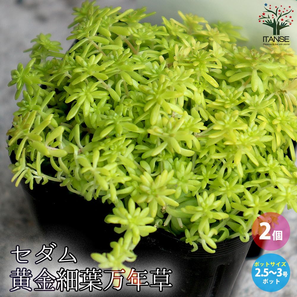 Amazon｜ITANSE セダム・黄金細葉マンネングサ 3号 2個セット
