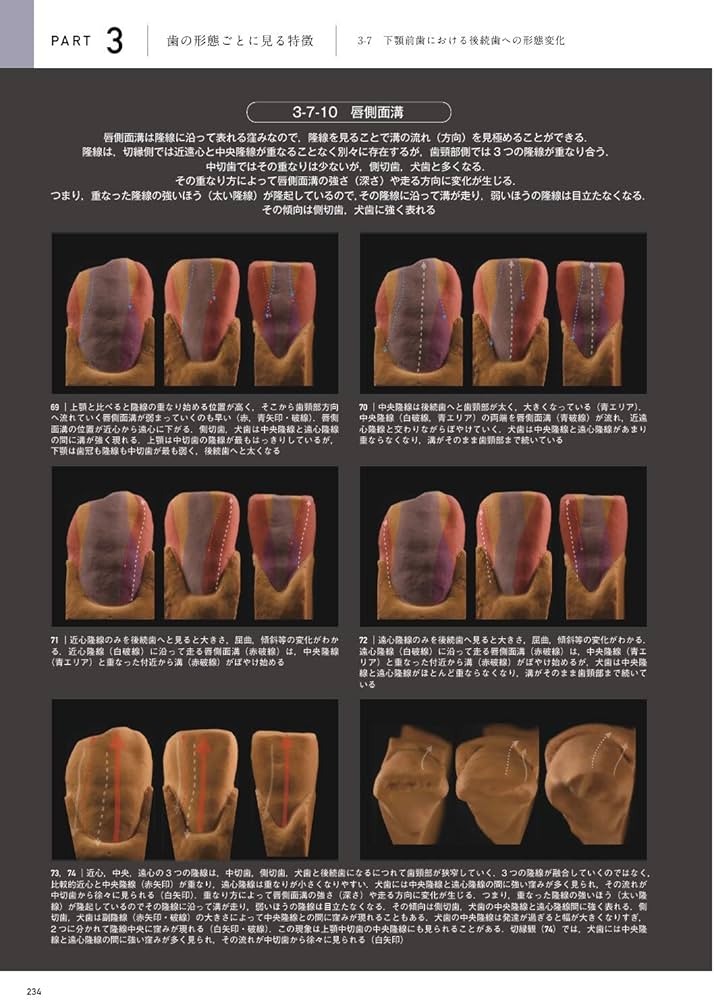 天然歯の形態学 2 | 脇田 太裕 |本 | 通販 | Amazon