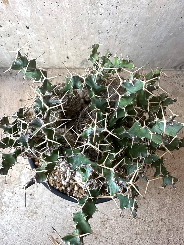 Amazon｜【現品限り】ユーフォルビア・クラビゲラ 現地株 発根済み 約1