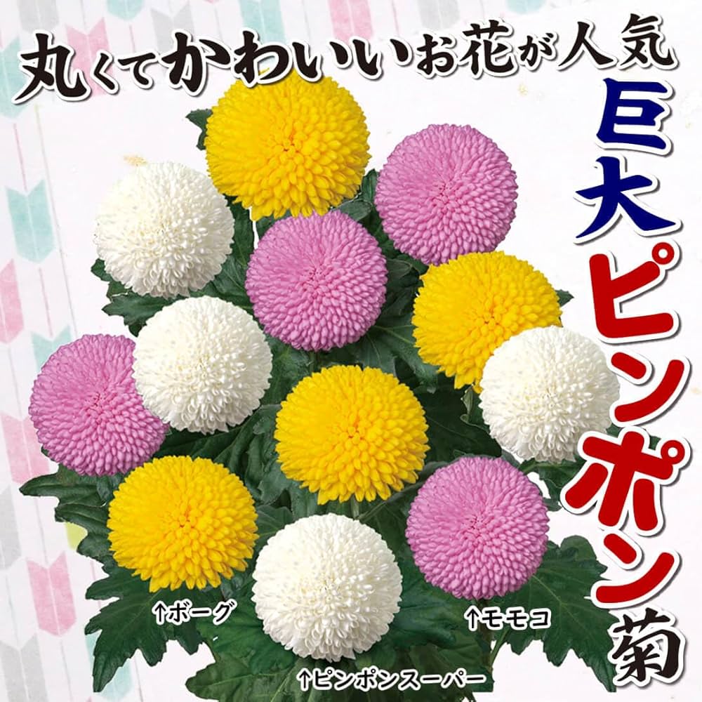 Amazon.co.jp: 菊苗 切花菊 巨大ピンポン菊Aセット 3種6株 菊の苗 キク