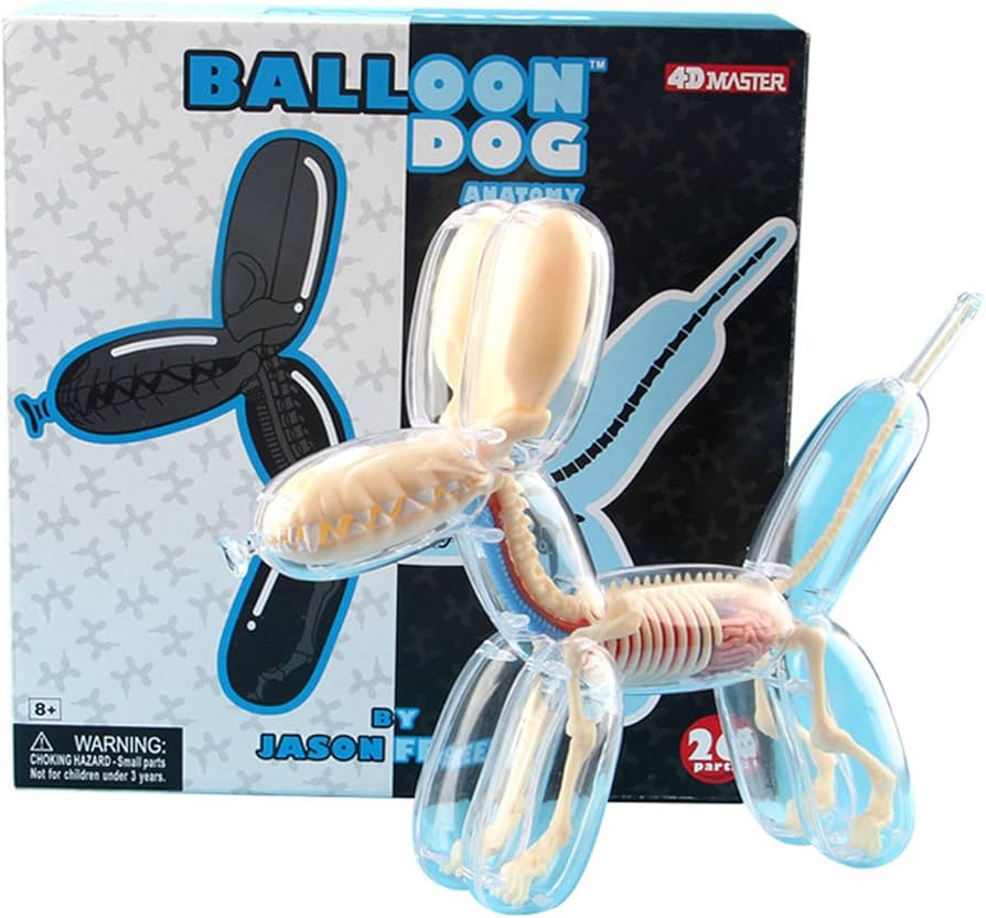 Amazon.com: Balloon Dog Bone Perspective Anatomical Model, 4D