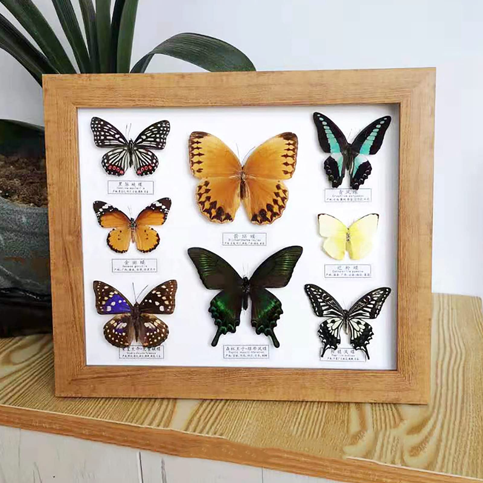 Mori出品 立体標本5点 Mori出品 立体標本5点 Mori様 専用出品 立体標本5点