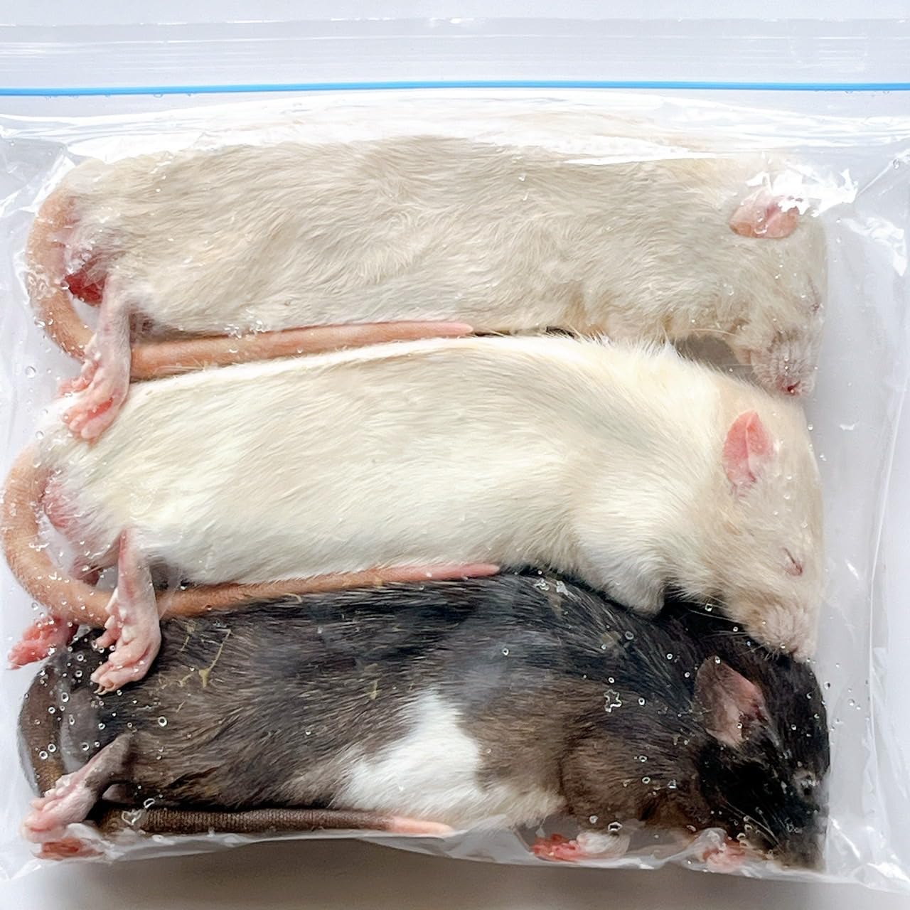 Amazon | 国産冷凍ラット (アダルトL ～210g 3匹入り) | 冷凍ラット