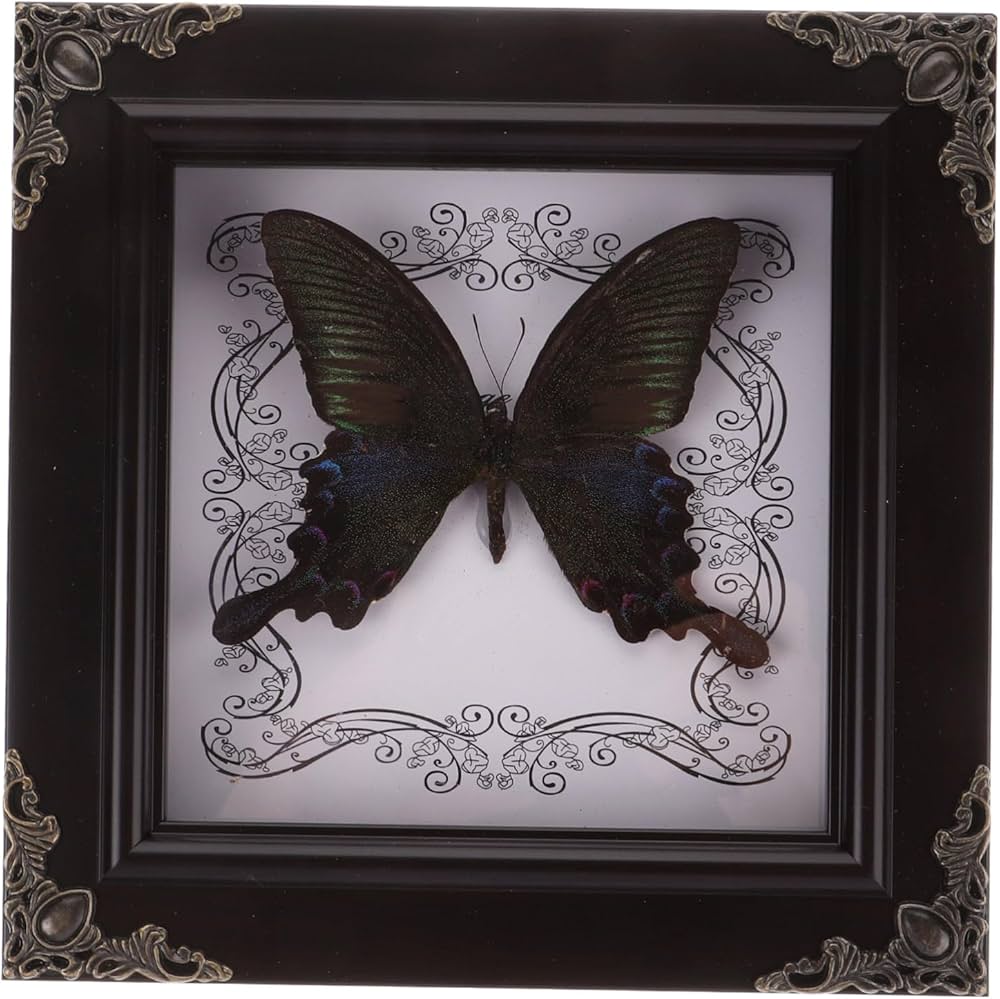 週末セール 蝶の標本 多種類 フレーム付き 【公式通販】