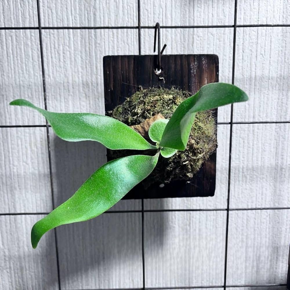 Amazon.co.jp: vandaka mix バンダカミックス 胞子培養 ビカクシダ