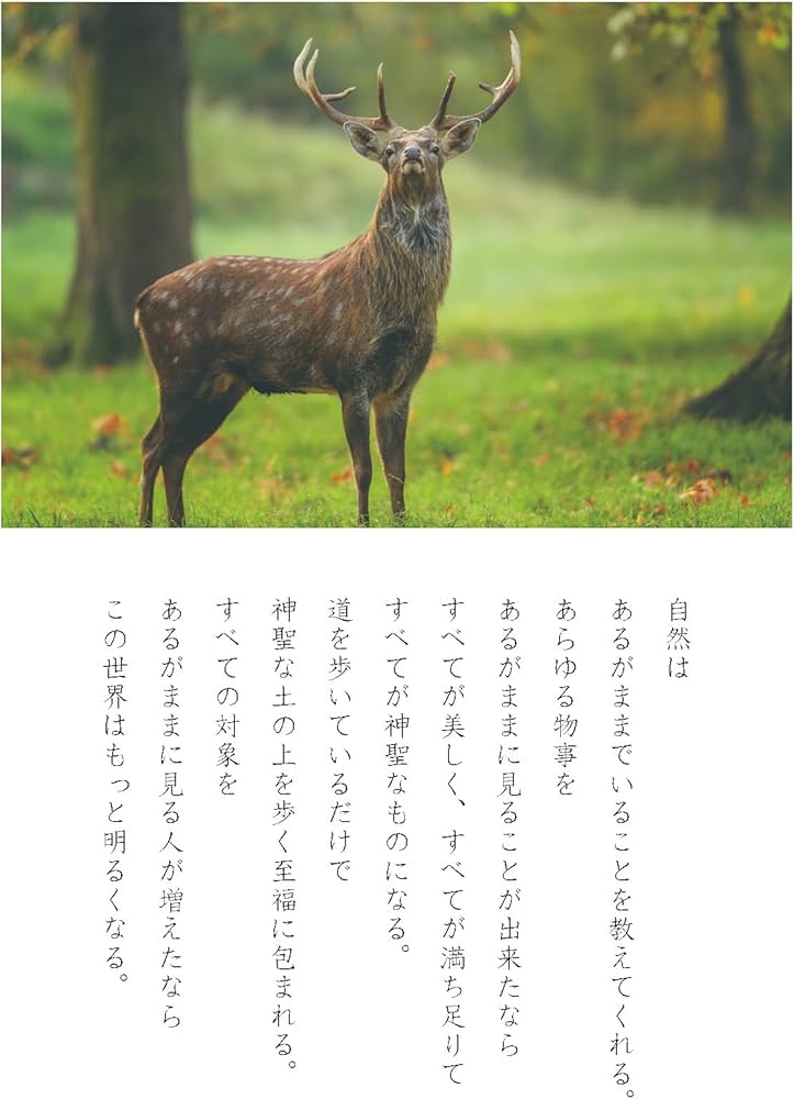 光の魂たち 山岳編動物編植物編3冊セット 光の魂たち 山岳編序章 人の