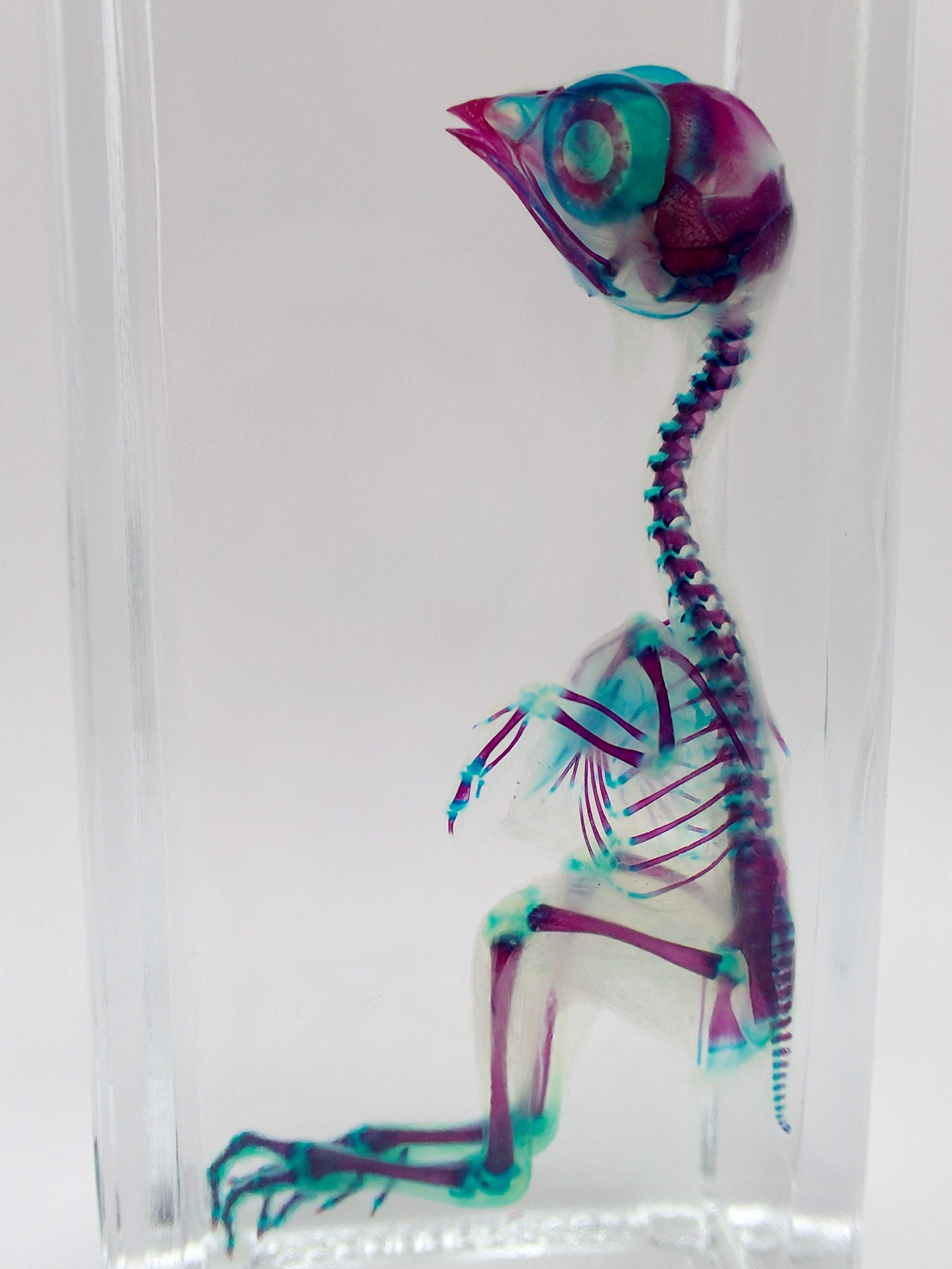 ウズラ透明標本Sグレード