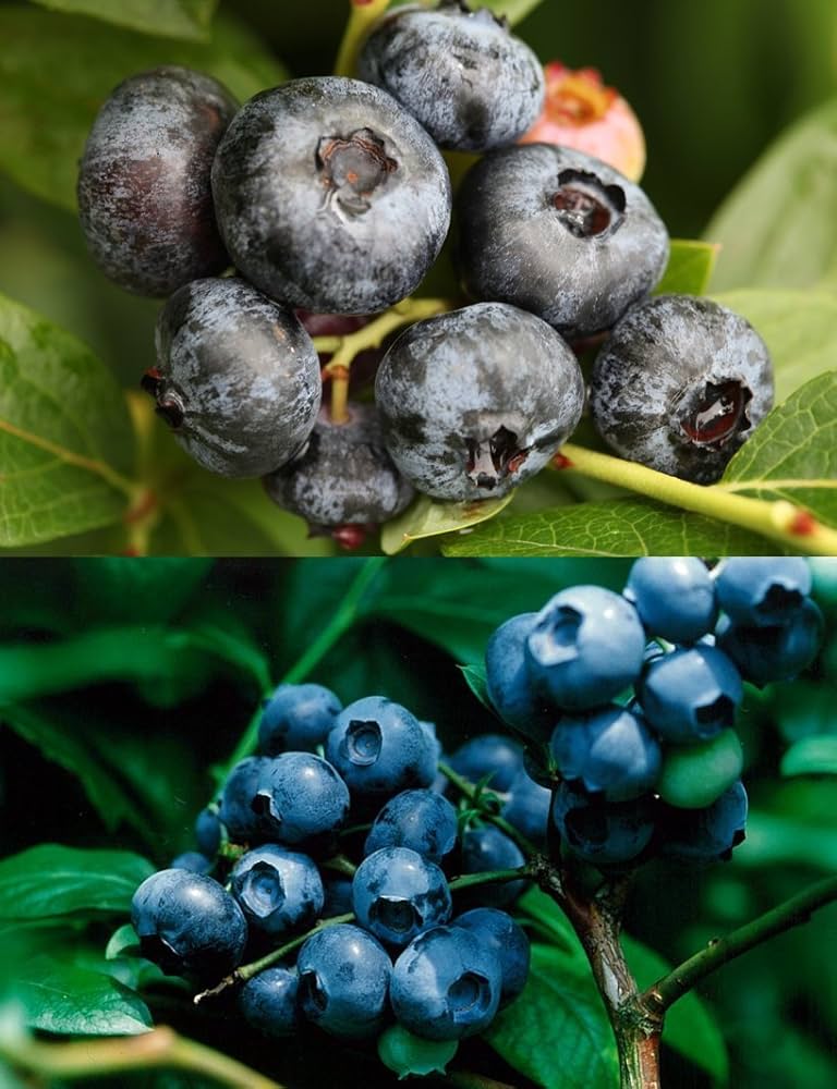 Amazon.co.jp: 世界最大ブルーベリーセット[チャンドラー＋ブルー