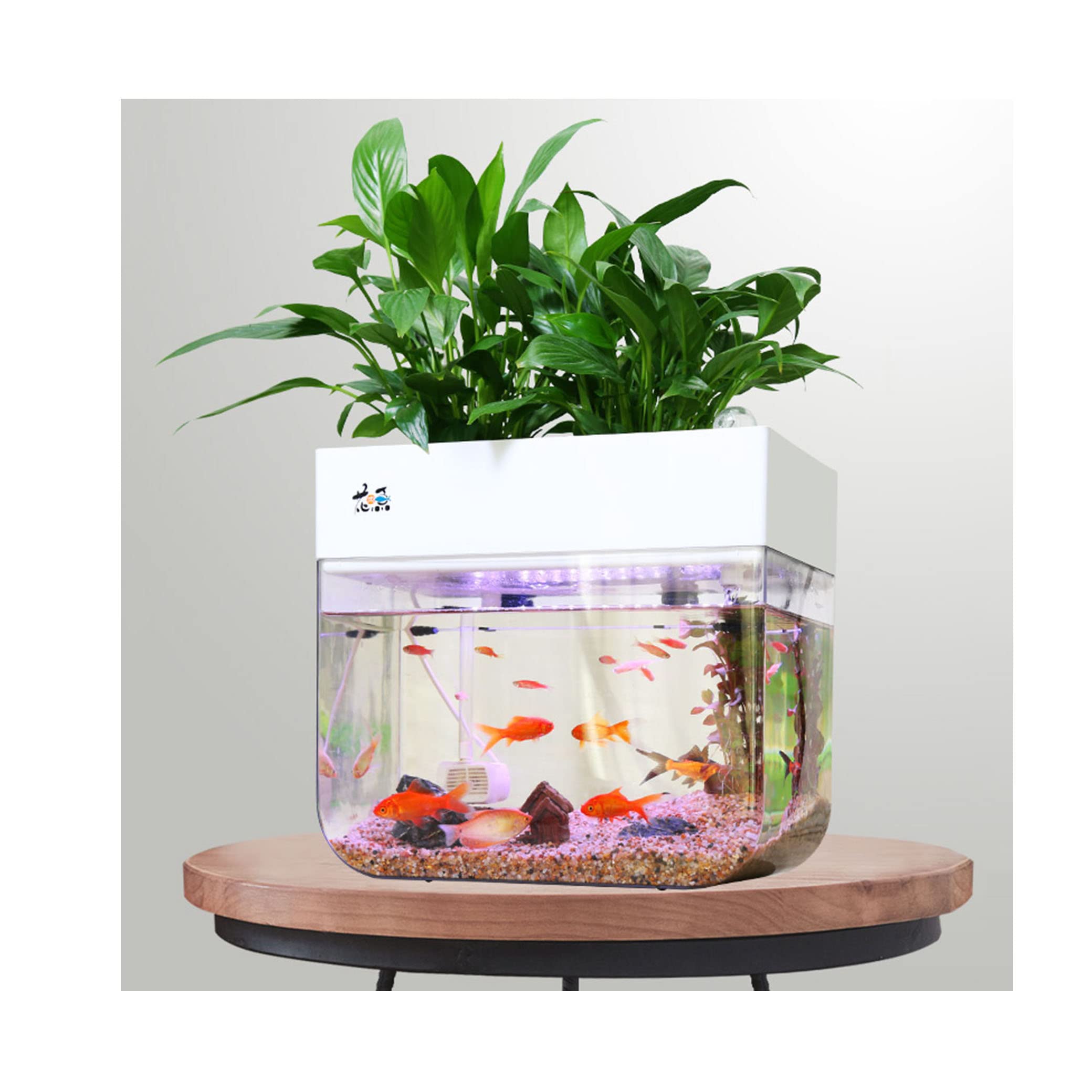 W450ガラス水槽20Lアクアリウム水槽アクアポニックス（観葉植物）仕様