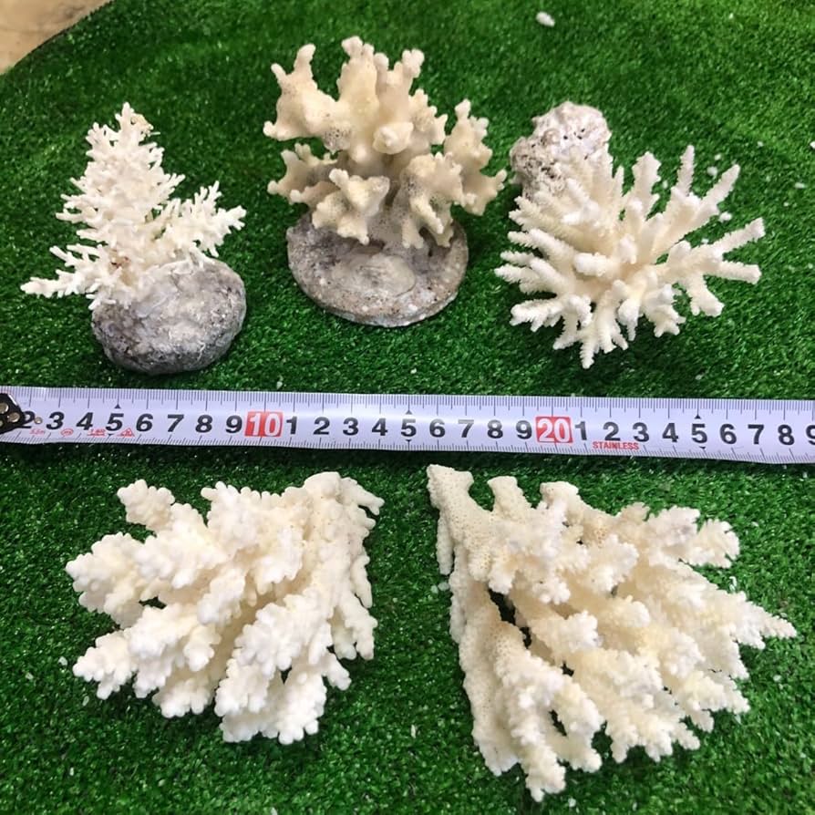 Amazon.co.jp: 24 A サンゴ 珊瑚 置物 飾りサンゴ 飾り 欠片