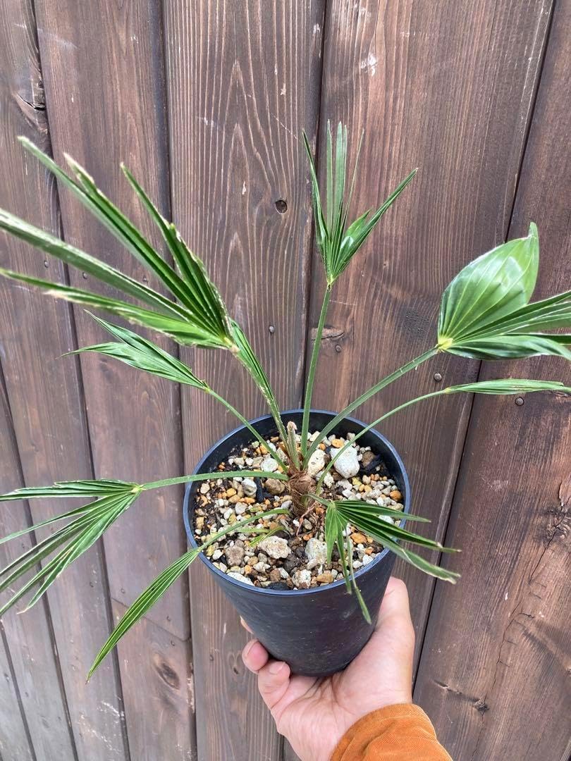 オリーブの木 ホジブランコ 7号 約135cm NO.704 人気品種 現品掲載