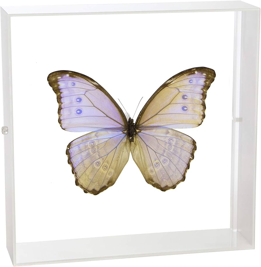 Amazon.co.jp: 蝶の標本 ゴダルティモルフォ ボリビア産 モルフォ