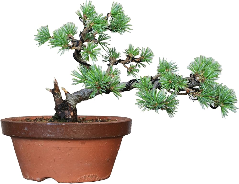 Amazon.co.jp: 吾妻五葉松【大巓性】ダイテンショウ 小品盆栽【泰寿園