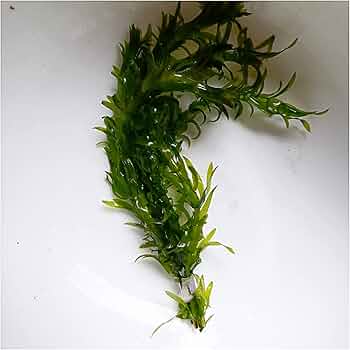 専用ページ】天然 アナカリス1000本 オオカナダモ 専用ページ】天然