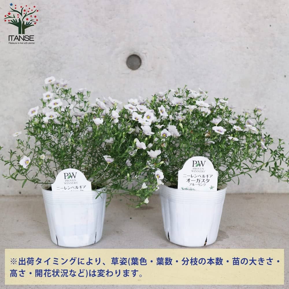 ニーレンベルギア様 リクエスト 4点 まとめ商品 ニーレンベルギア様