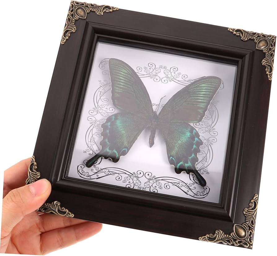 シンガポール 蝶標本 壁掛け用 シンガポール 蝶標本 壁掛け用 公式