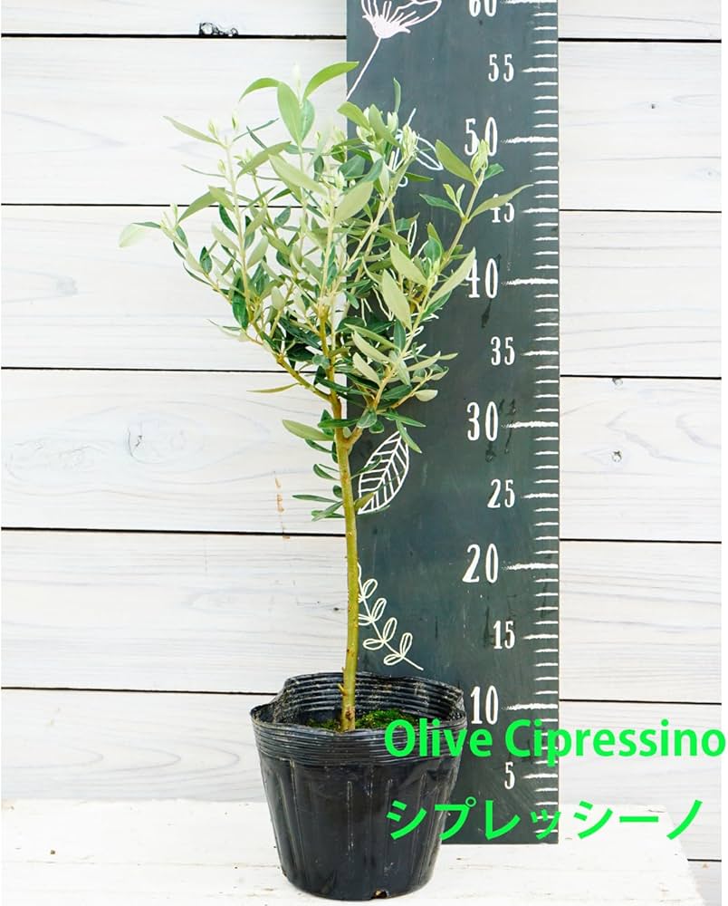 Amazon | オリーブ シプレッシーノ 2年生苗 5寸 1株 寒さに強い