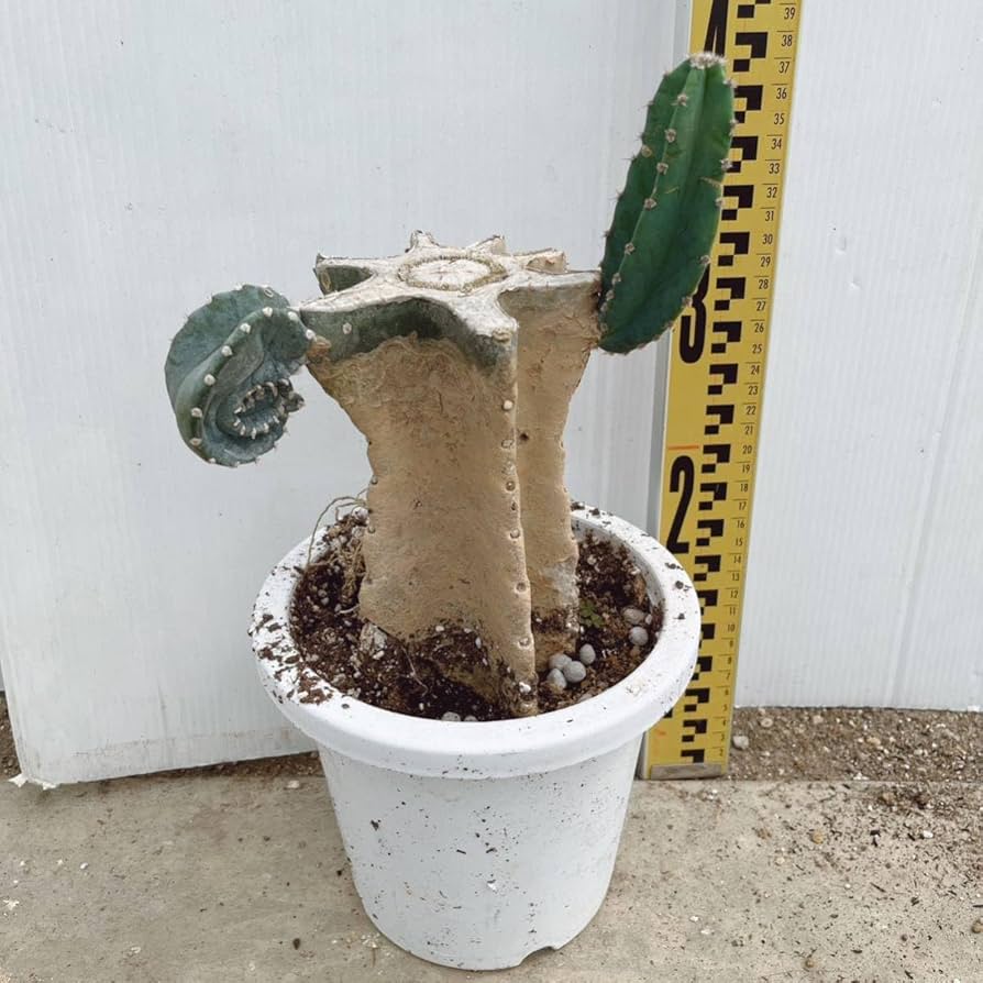 Amazon.co.jp: 柱サボテンブランチ 約7号 大型大株 多肉植物 鬼面角