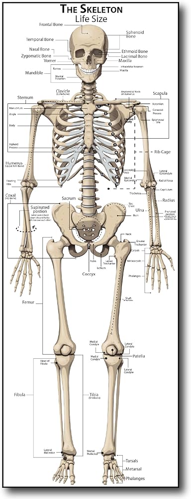 Life Size Skeleton bones named Poster for classroom or lab printed