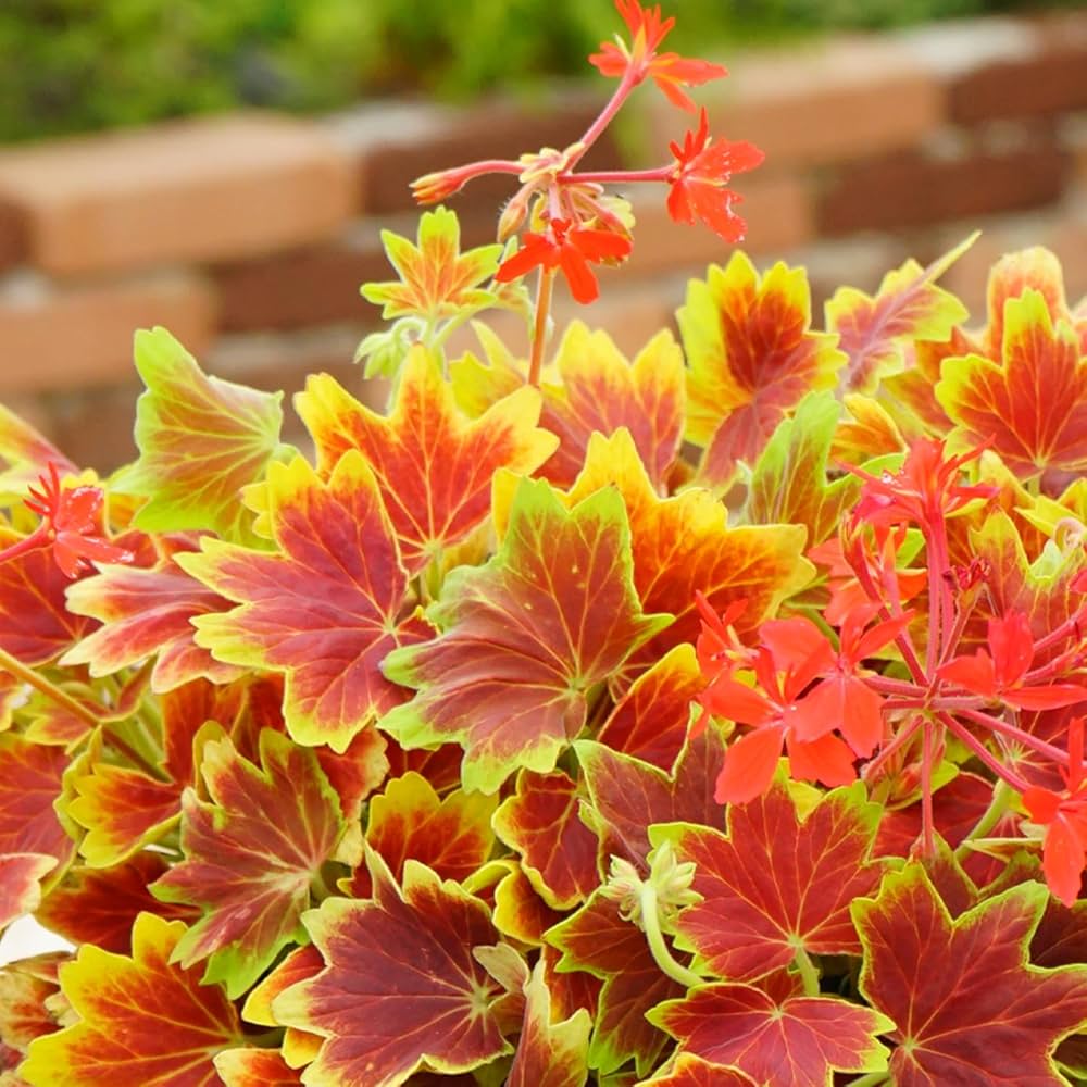 Amazon | もみじ葉ゼラニウム バンクーバーセンティニア 花苗 9cm