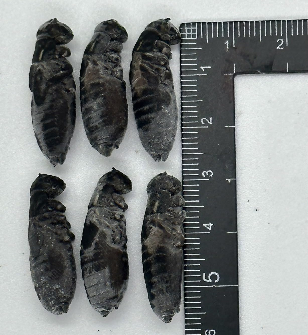 Amazon | 冷凍コオロギ クロコオロギ 約100匹100g クロコ 脚除去