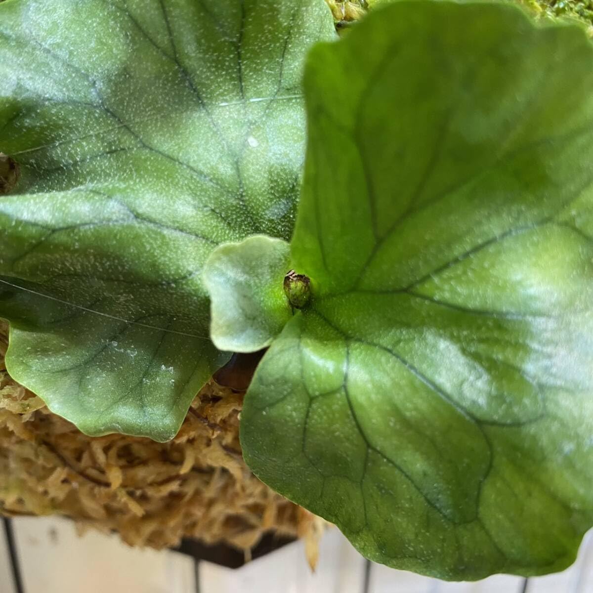 K*R様 P. wandae 'Curling'（ワンダエ・ドワーフ・カーリング K*R様 P