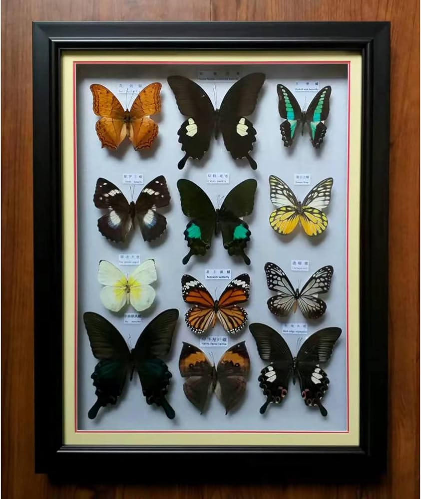 Amazon.co.jp: 昆虫標本、蝶標本ディスプレイ、額装された美しい蝶の壁