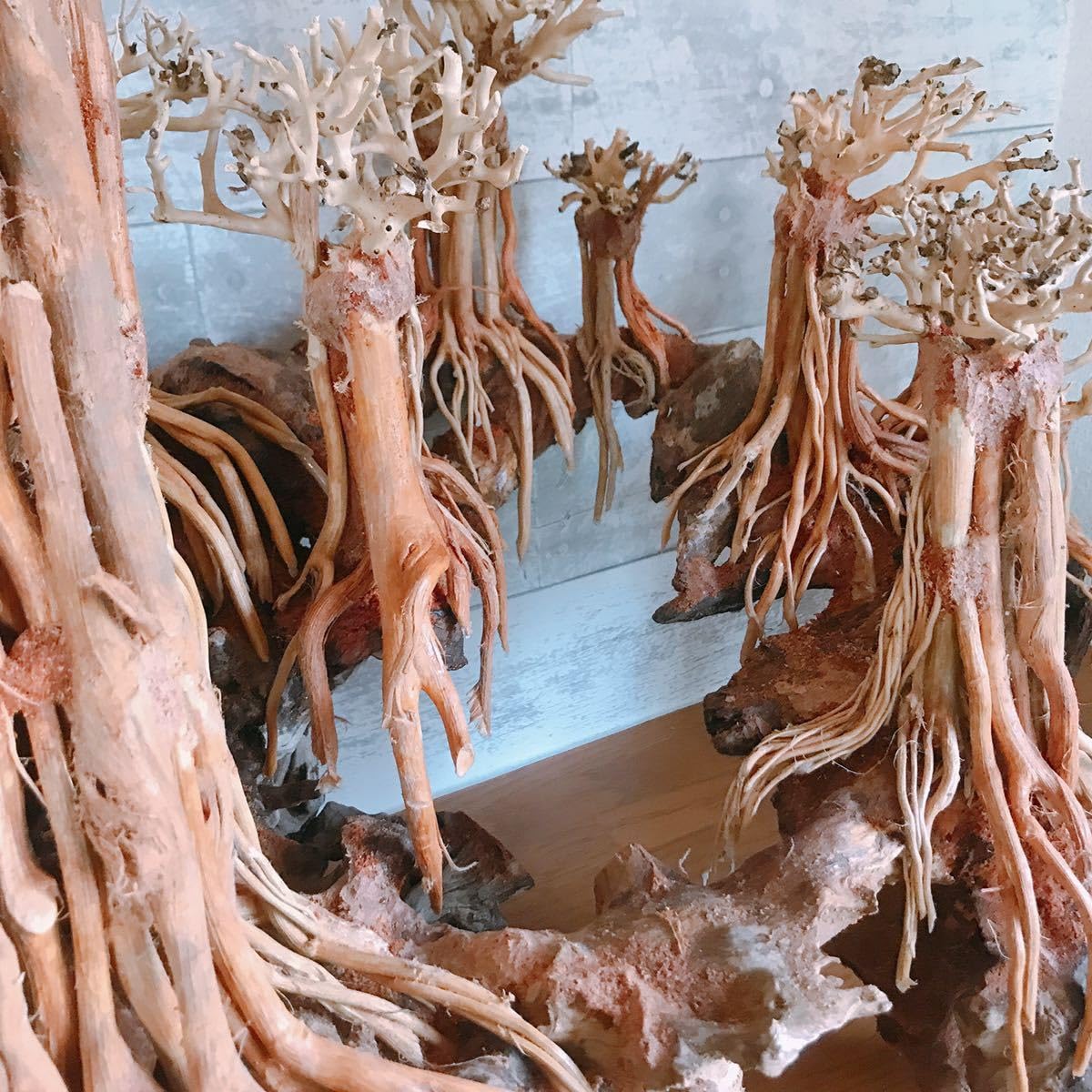 Amazon.co.jp: 【1～3日以内 発送】空洞型バニヤン盆栽流木ADA 流木