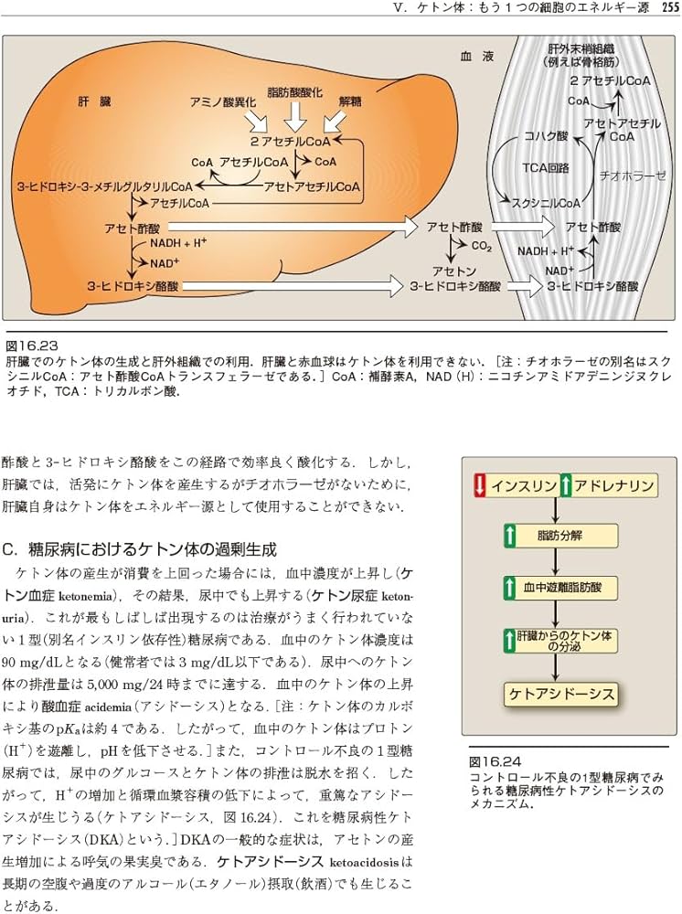 イラストレイテッド生化学 原書8版 (リッピンコットシリーズ) | 石崎
