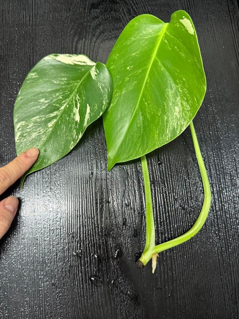 ぷ*慎様 10株セットms35【特別選抜】モンステラ・タイコンステ