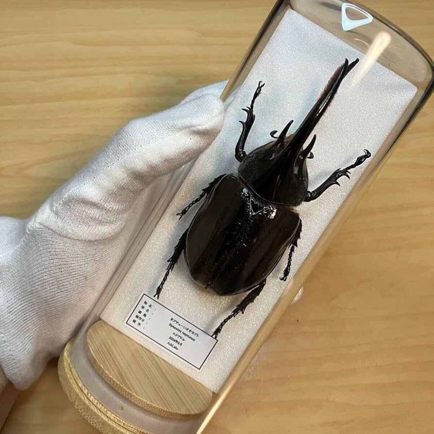 Amazon.co.jp: 昆虫標本ネプチューンオオカブト ガラスケース入り