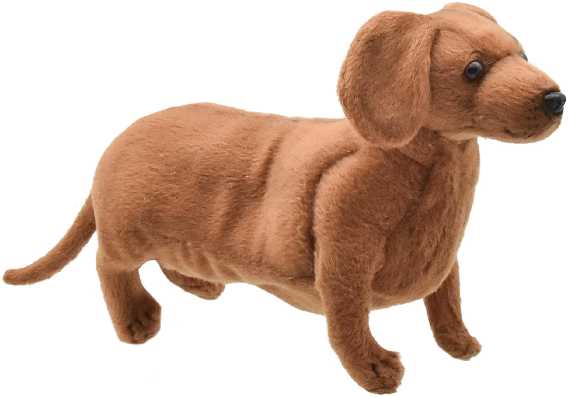 ダックスフンド ハーバード大学 カレッジドール カレッジマスコット