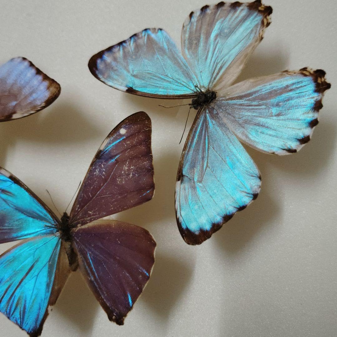 モルフォ蝶　まとめ売り　ブラジル産❗️　蝶標本 モルフォ蝶 まとめ売り ブラジル産 蝶標本 <0907z標本・蝶> 蝶の標本