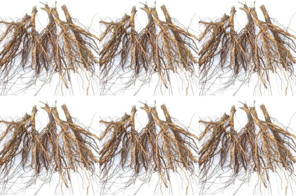 Amazon.co.jp: 《国産Aグレード品 バラ切り接ぎ用台木》 ノイバラ (30