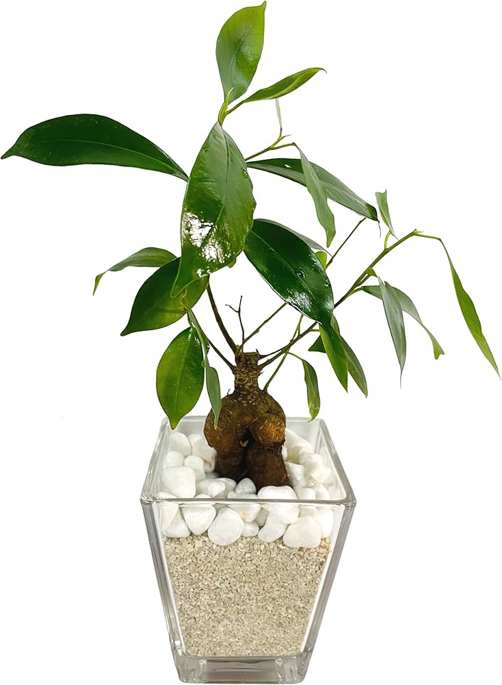 Amazon｜【土を使っていないので衛生的！お部屋のインテリアに