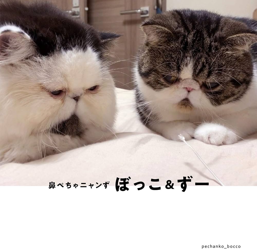 Amazon.co.jp: 鼻ぺちゃニャンず ぼっこ&ずー写真集 : pechanko_bocco