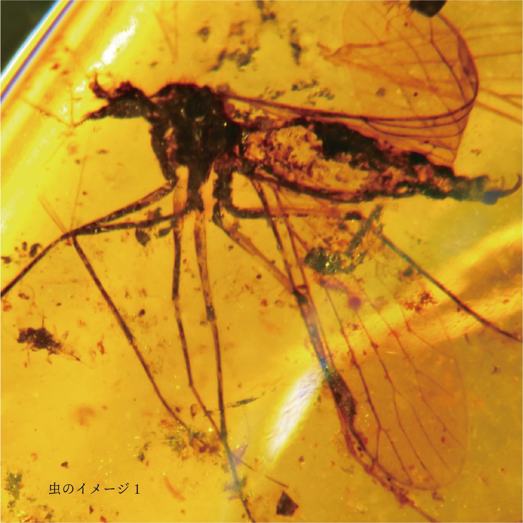 Amazon | 9900万年前の虫入りコハク化石 恐竜時代の虫入り琥珀 白亜紀