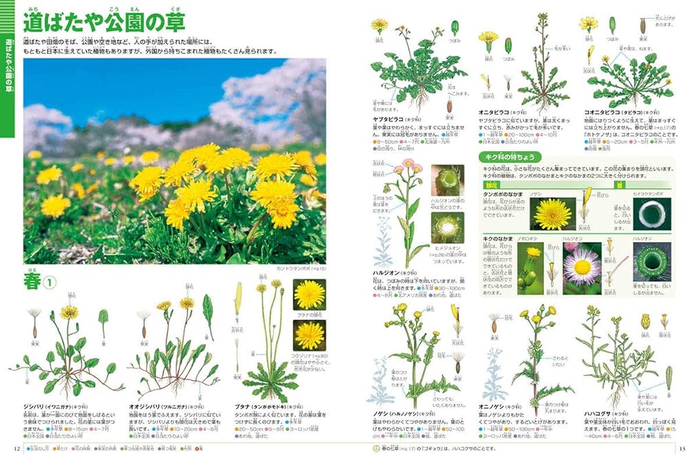 小学館の図鑑NEO〔新版〕 植物 DVDつき | 門田 裕一, 門田 裕一, 畑中