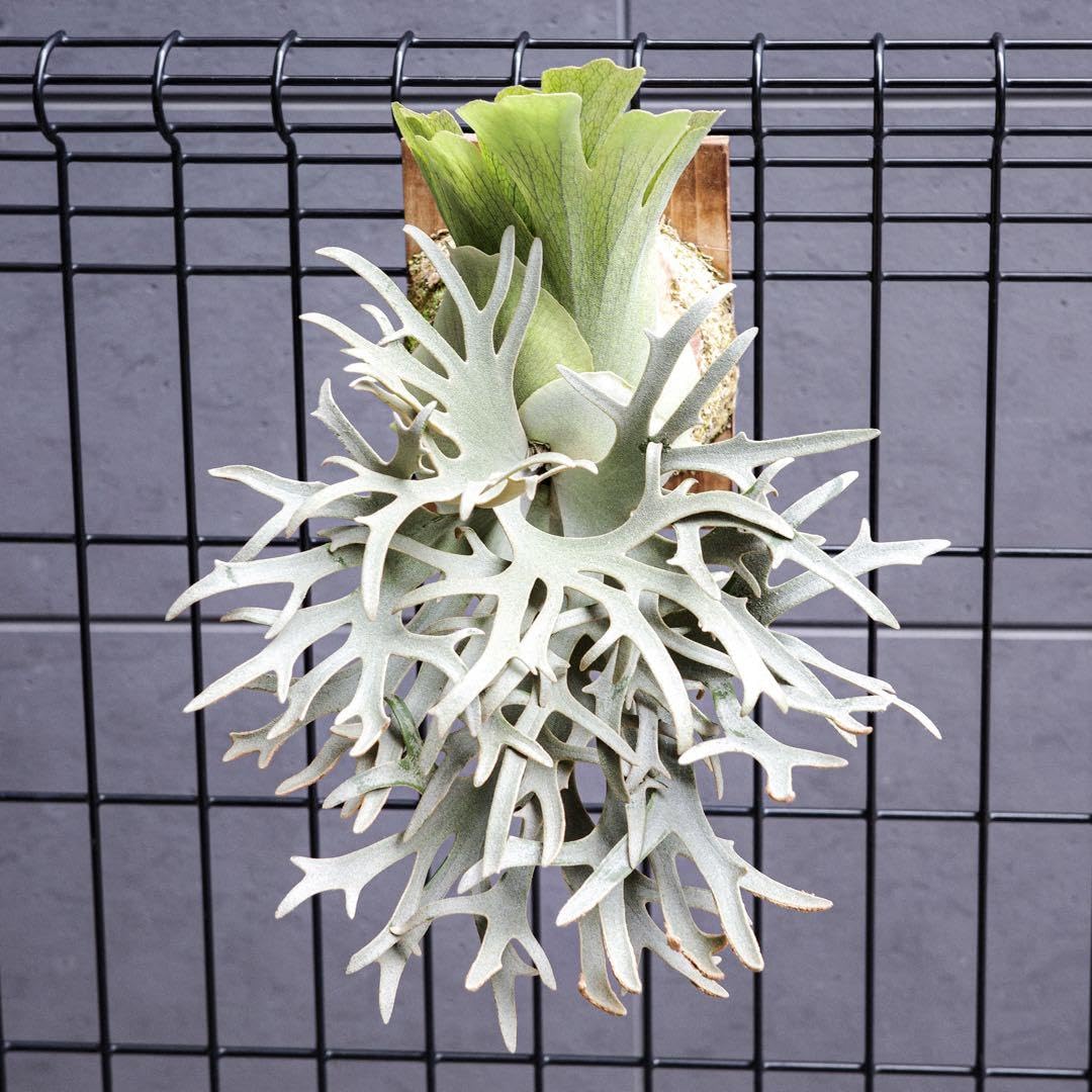 Amazon.co.jp: P.willinckii OMG 胞子 ビカクシダ Super Dwarf 05