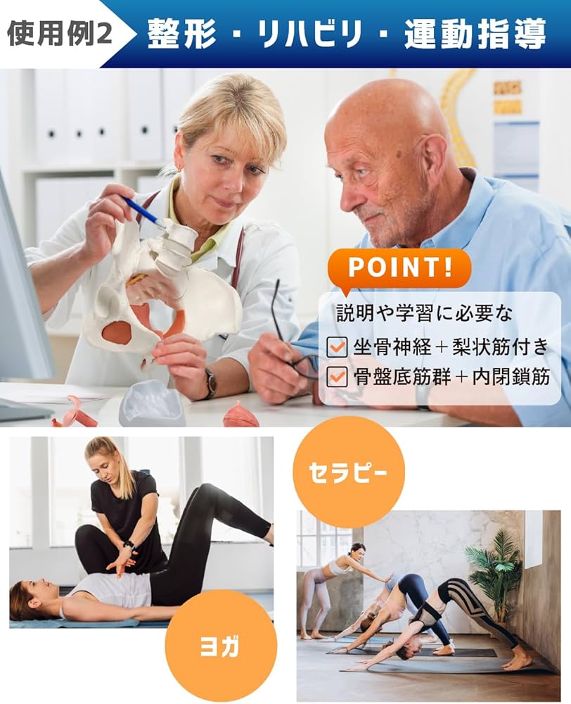 Amazon.co.jp: KIYOMARU 骨盤底筋付き女性骨盤模型 人体模型 8パーツ