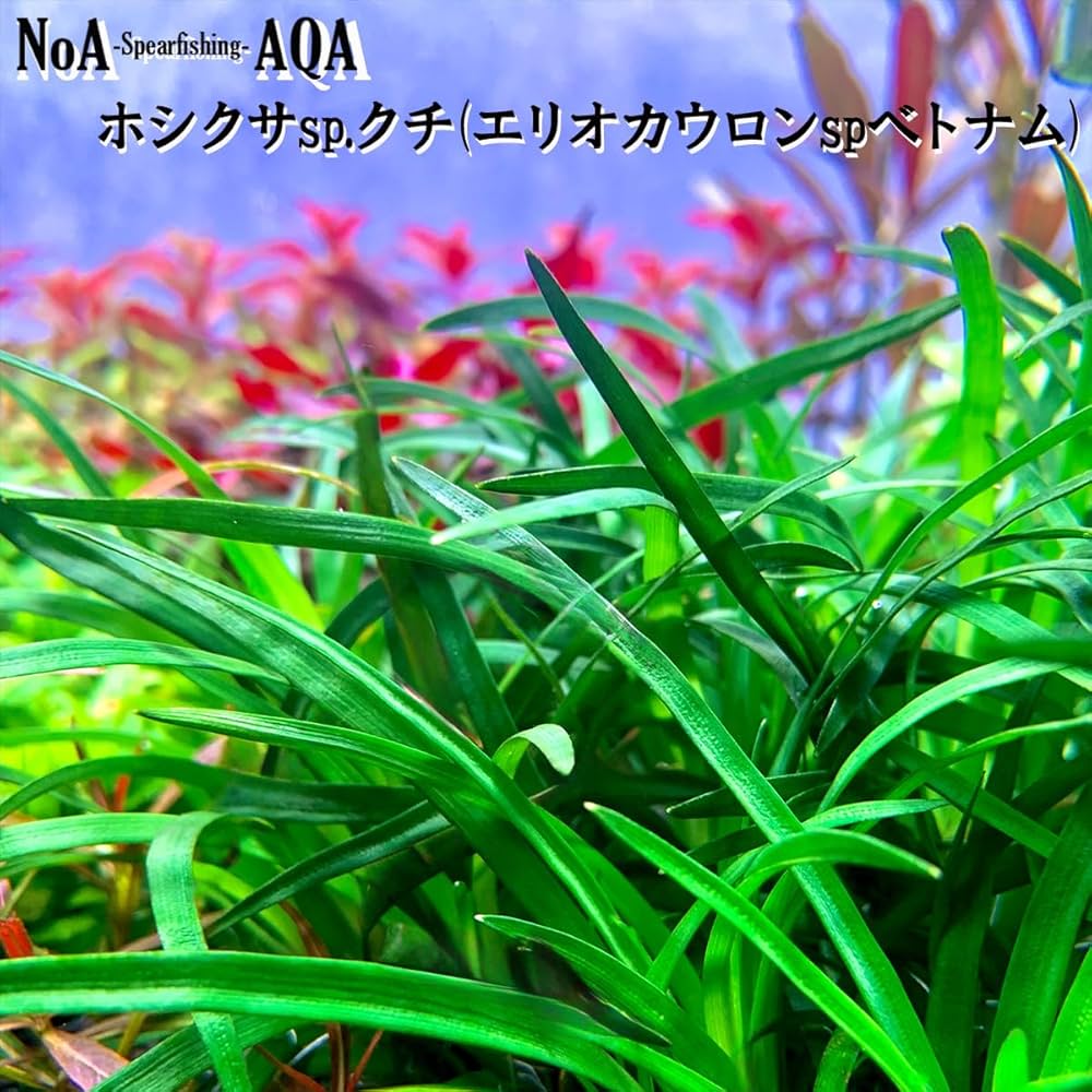 Amazon.co.jp: 水草 水中葉 無農薬 ホシクサ sp. クチ (エリオカウロン