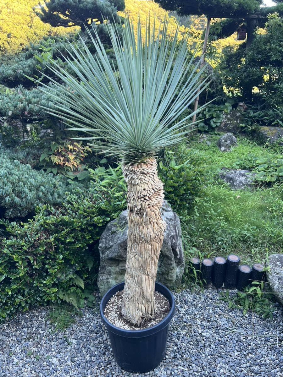 週末限定価格 ユッカロストラータ ブルーサンダー トリプルヘッド タグ