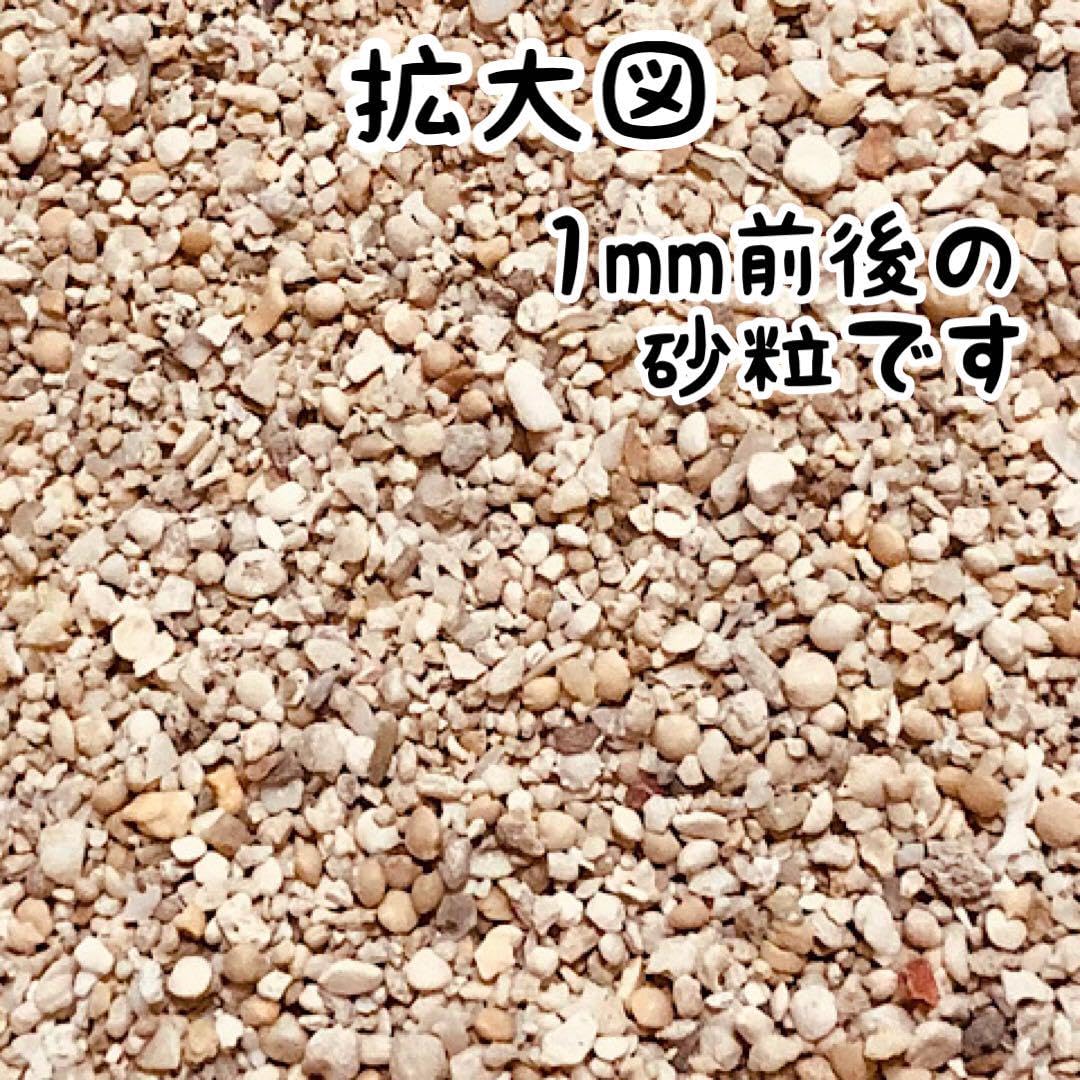 Amazon.co.jp: 天然サンゴ砂 珊瑚砂 さんご砂 ろ材 海水水槽 ヤドカリ