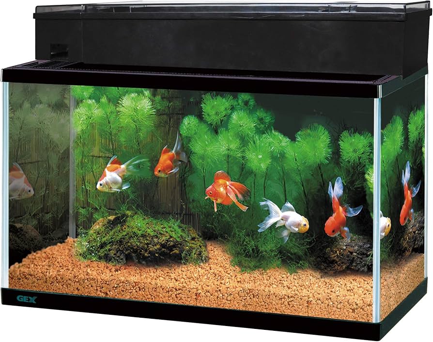 Amazon | ジェックス GEX AQUARIUM ガラス マリーナ600BKS デュアル