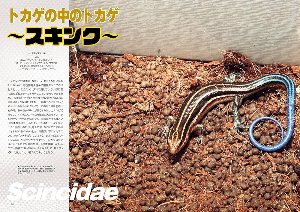 ビバリウムガイド No.106 2024年 9月号 トカゲの中のトカゲ～スキンク