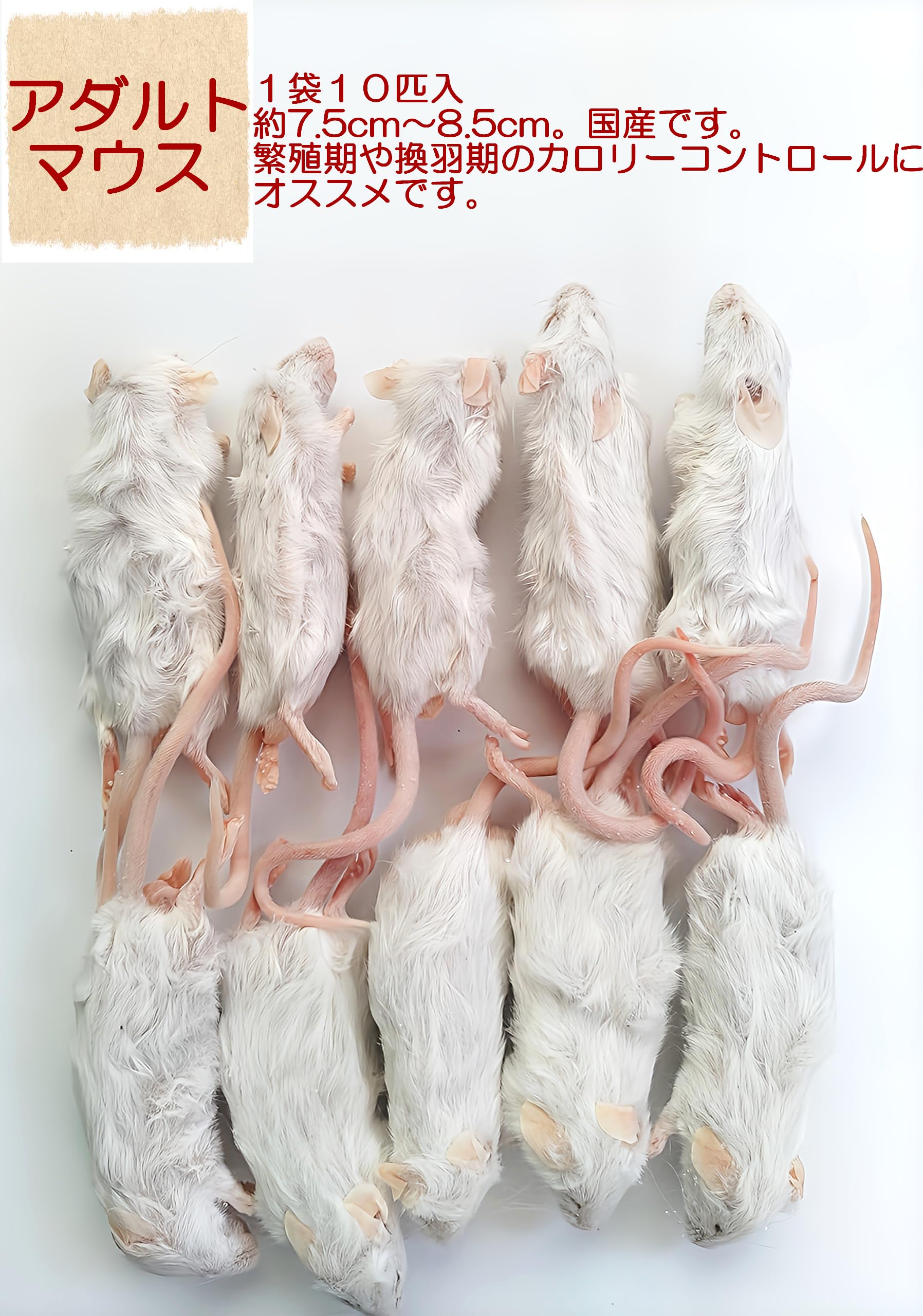 堀川ポッカ 送料無料 冷凍アダルトL30匹 アダルトM30匹ホッパー10匹