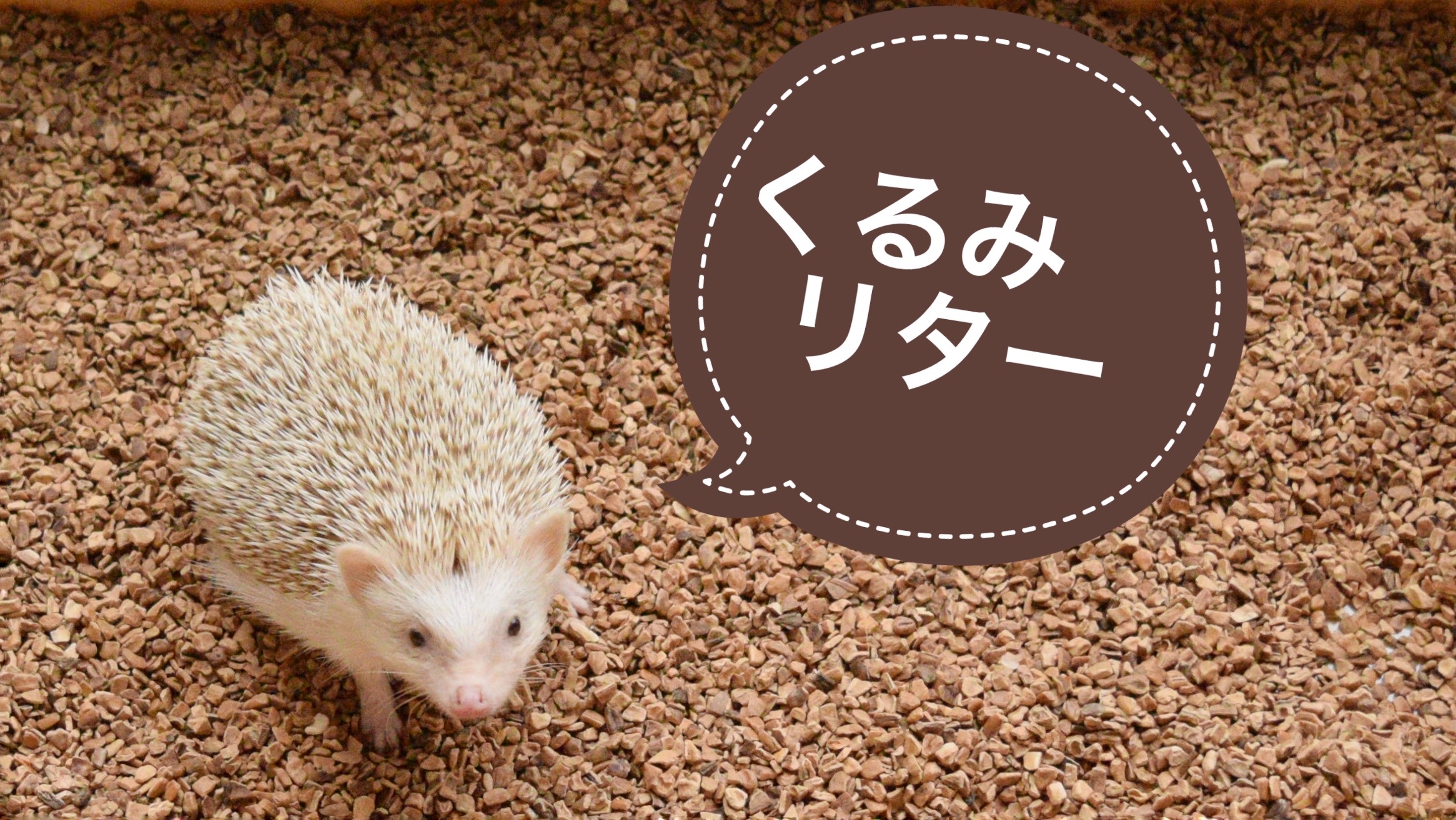 Amazon | はりねずみんみん共和国 くるみリター 5リットル ハリネズミ